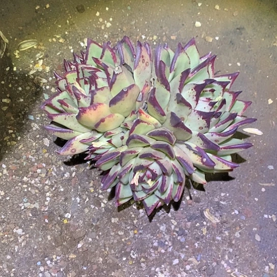 每日特价活动开始了