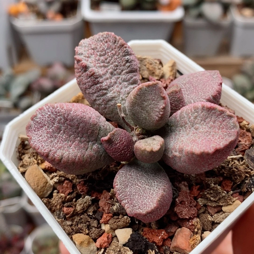 实生新品12号水泡多肉植物