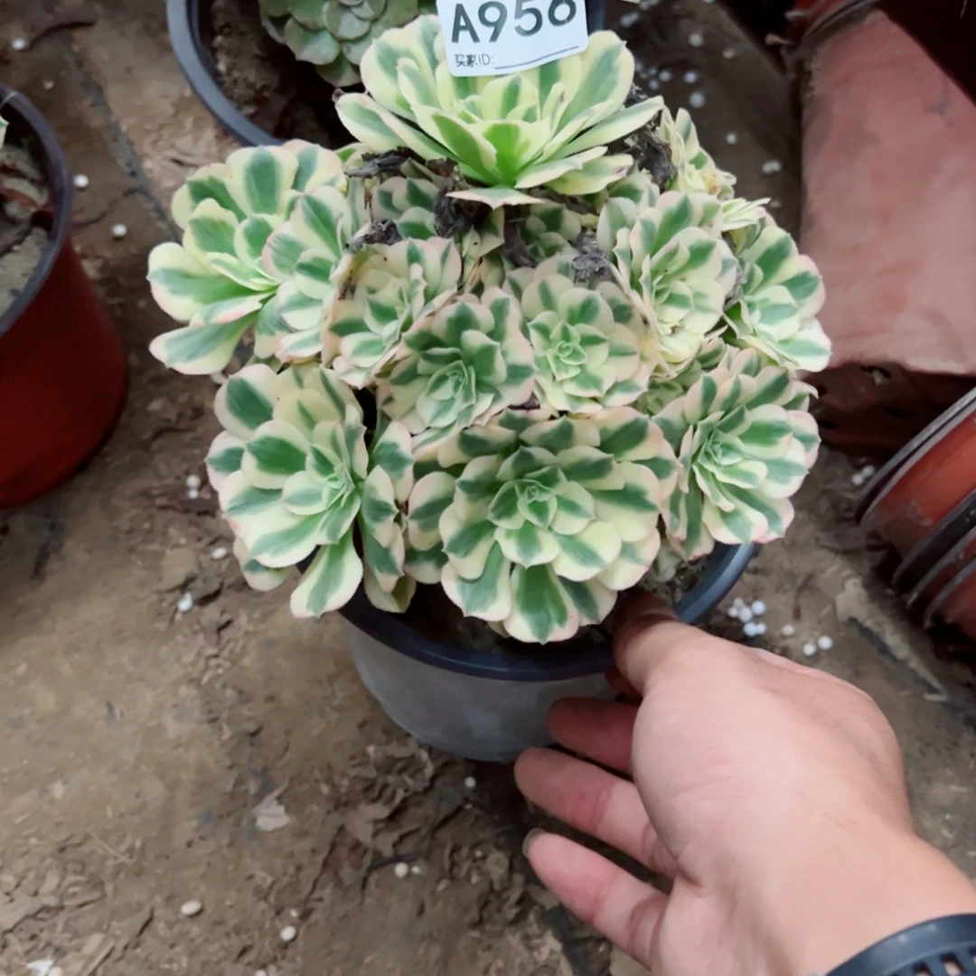 956辛尼亚多肉植物法师