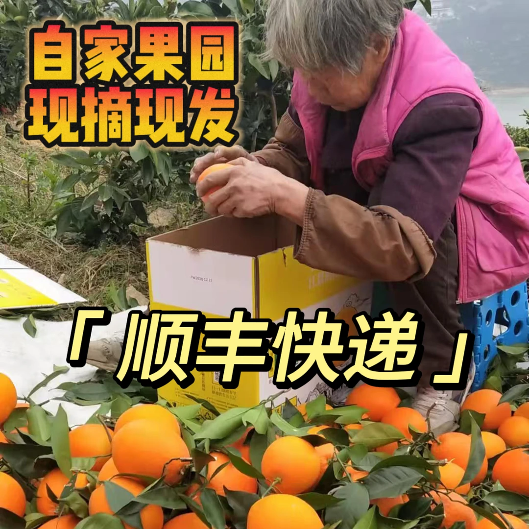 【顺丰快递】现摘现发奉节72-1老树脐橙10斤/20斤自家果园汁多爽口