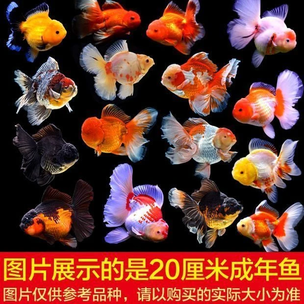 国狮泰狮百褶玛丽兰寿小金鱼 直播间一物一拍 无开箱视频不售后