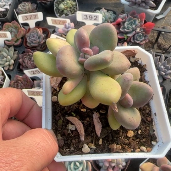 216芒果奶多肉植物多