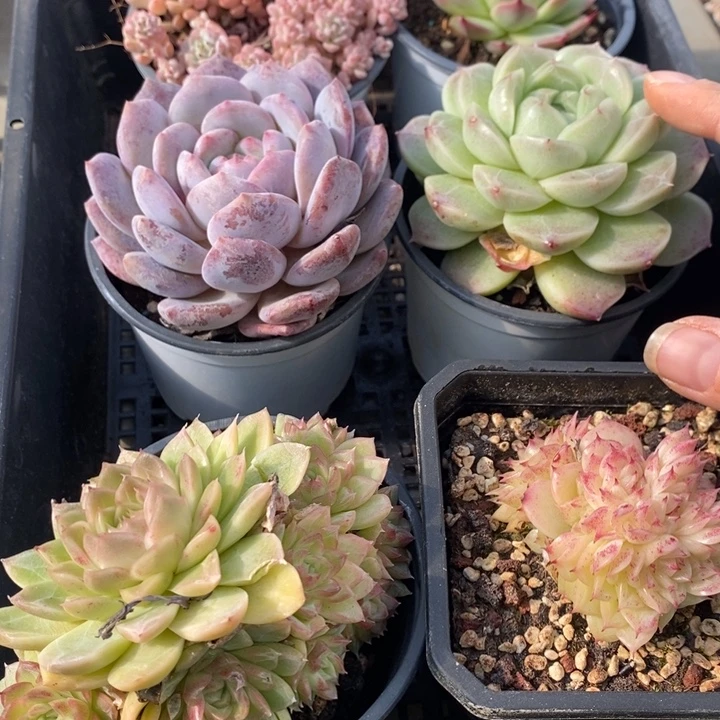 129多肉植物盆栽花卉