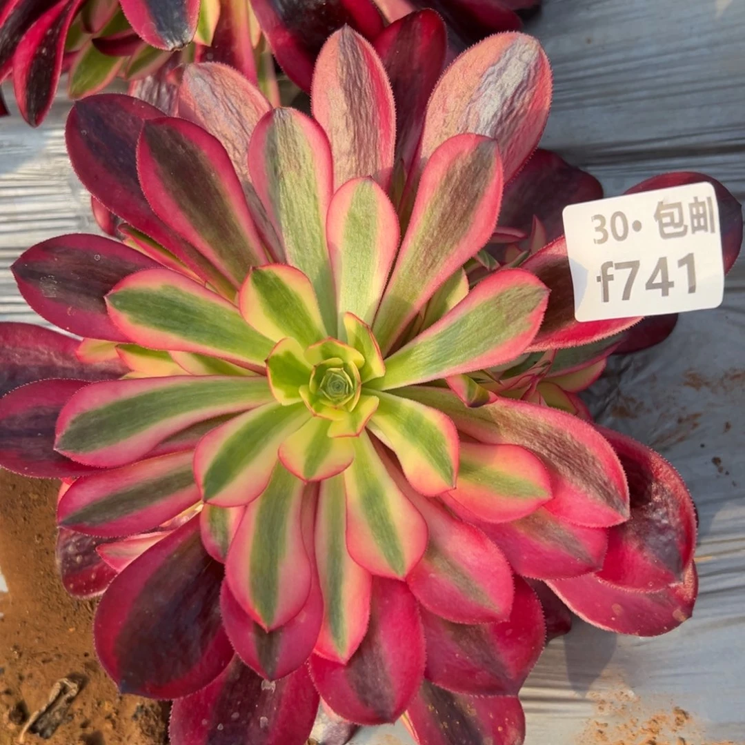 741美杜莎多肉法师