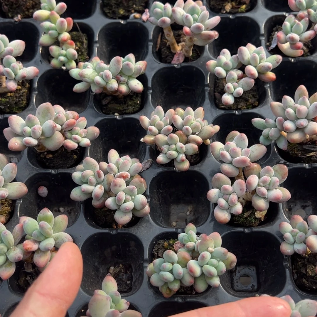 苹果奶三头到手1颗量拍多肉满20元包邮下午发货