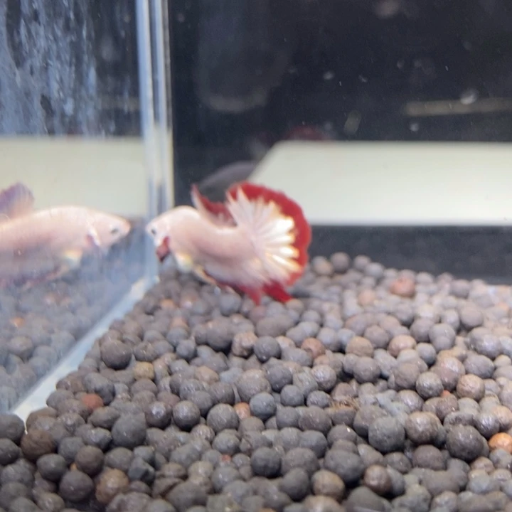 斗鱼泰国斗鱼72号