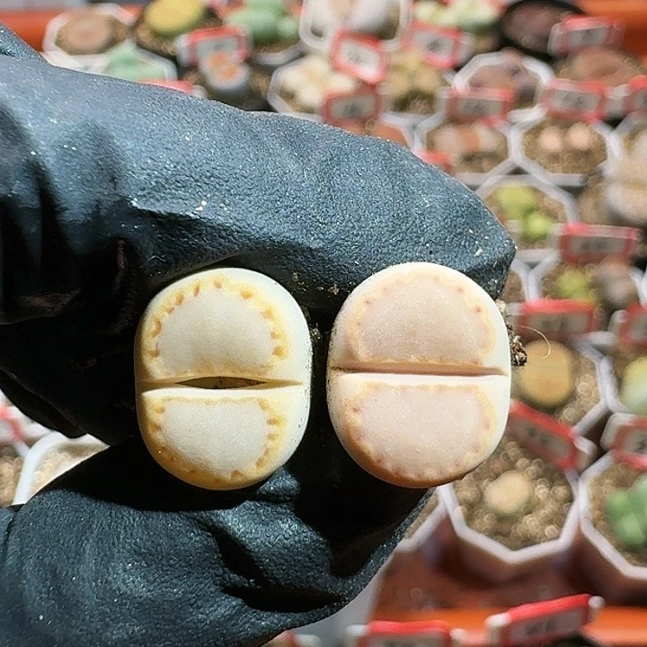 生石花11111111。    619