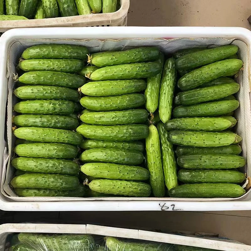 旱黄瓜东北头茬旱黄瓜水黄瓜小青瓜刺黄瓜脆黄瓜新鲜蔬菜现摘批发
