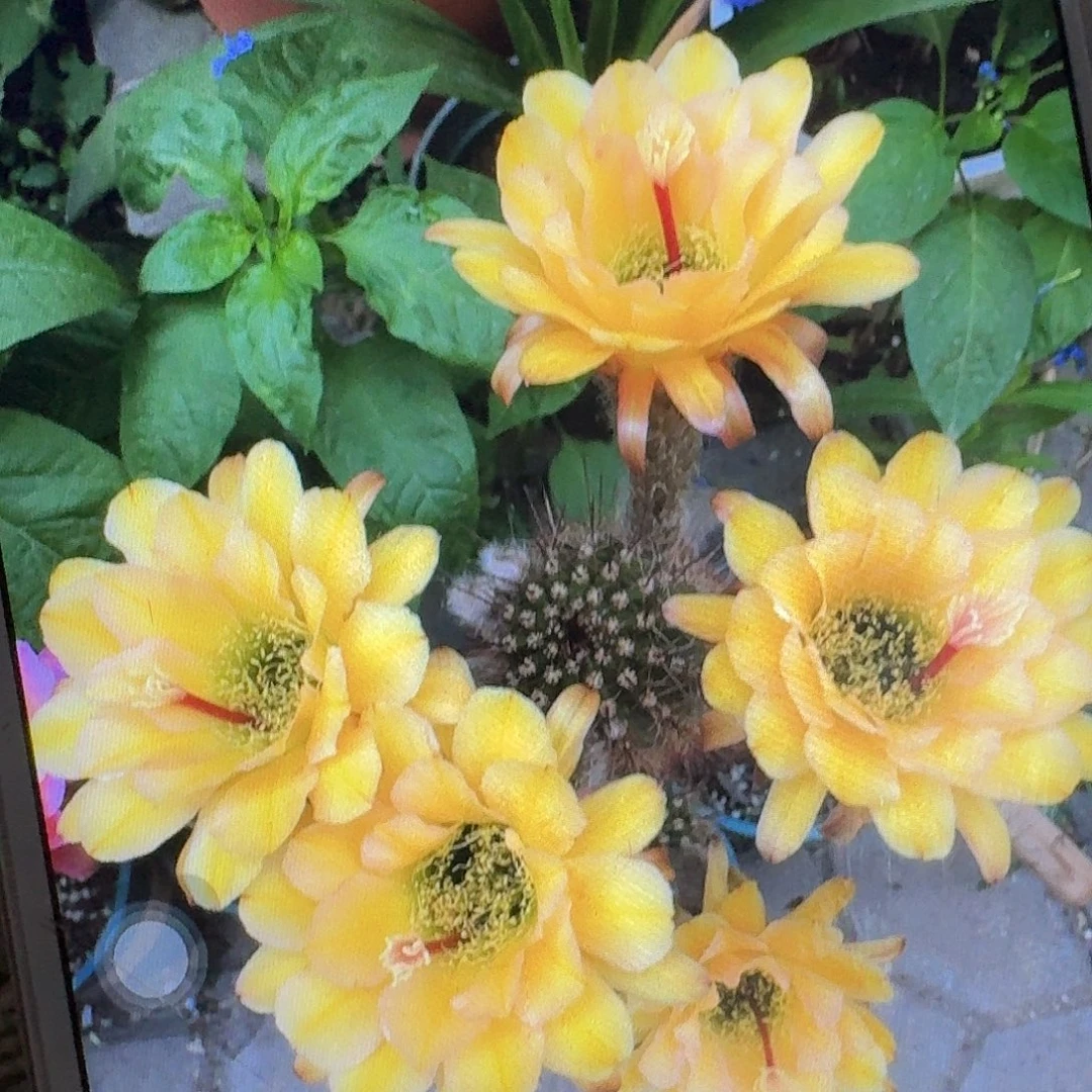 法一侧芽5公分左右毛花柱