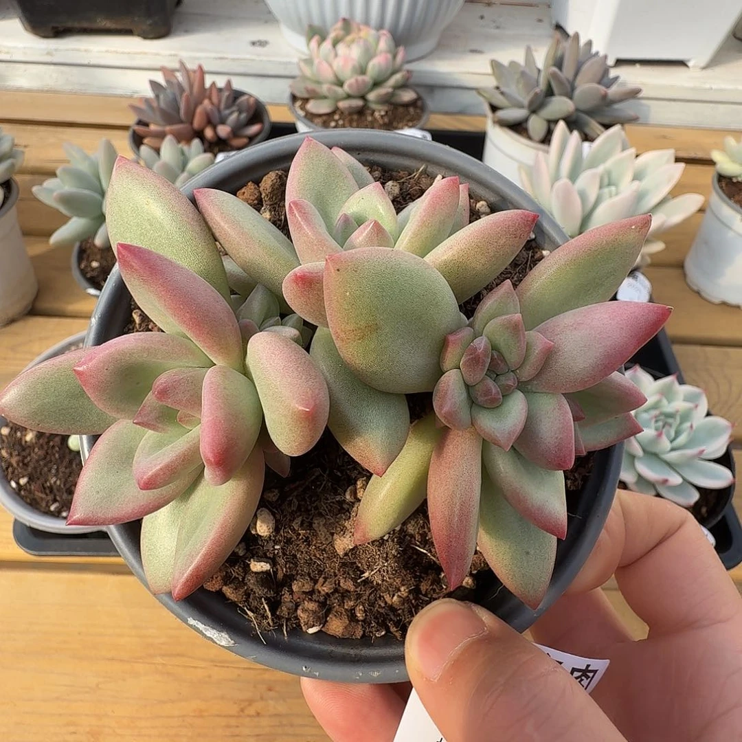 赫菲斯托群11111210-166