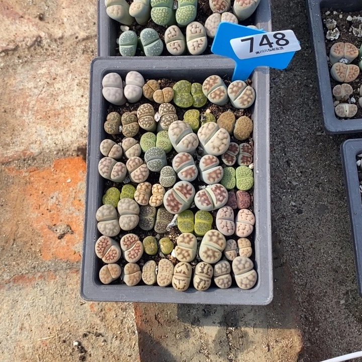 *****生石花等植物的生长发育748