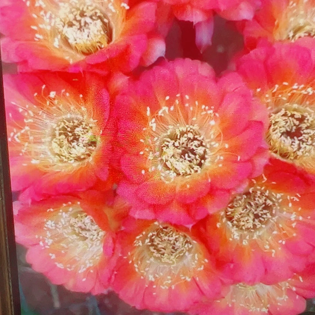 丽花 1537侧芽 满20包邮