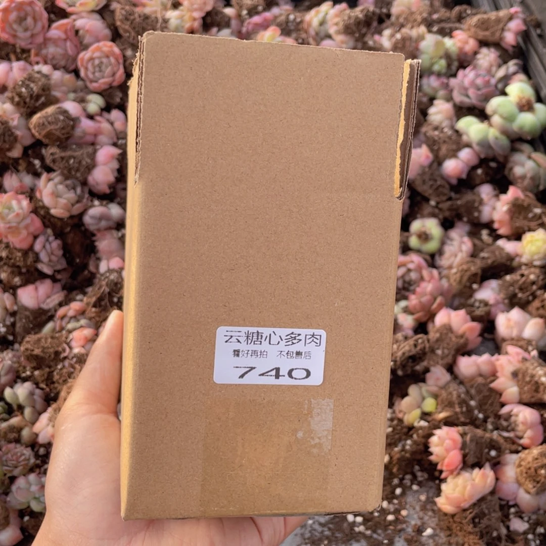 云糖心多肉植物740