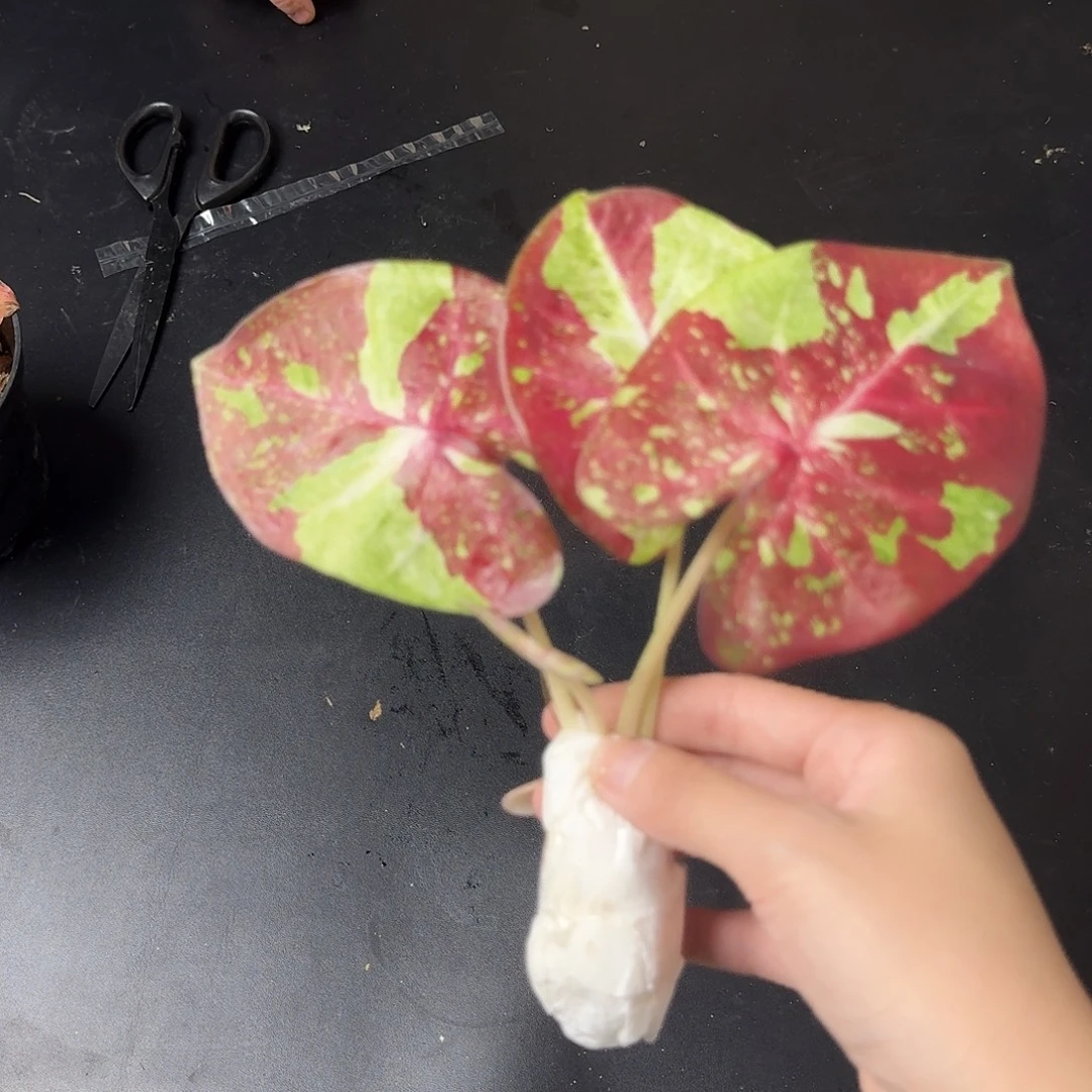 完全开放Q071沉星