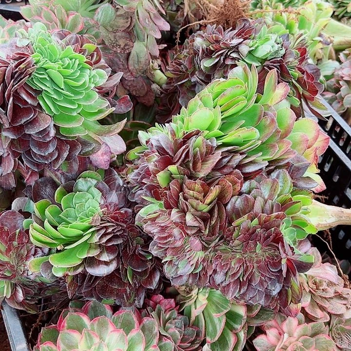 花月夜缀多肉植物的