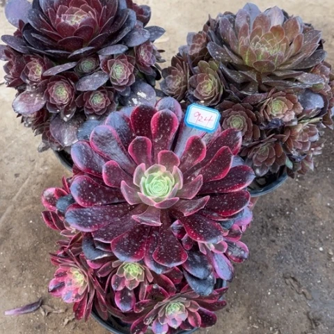 924多肉植物组合