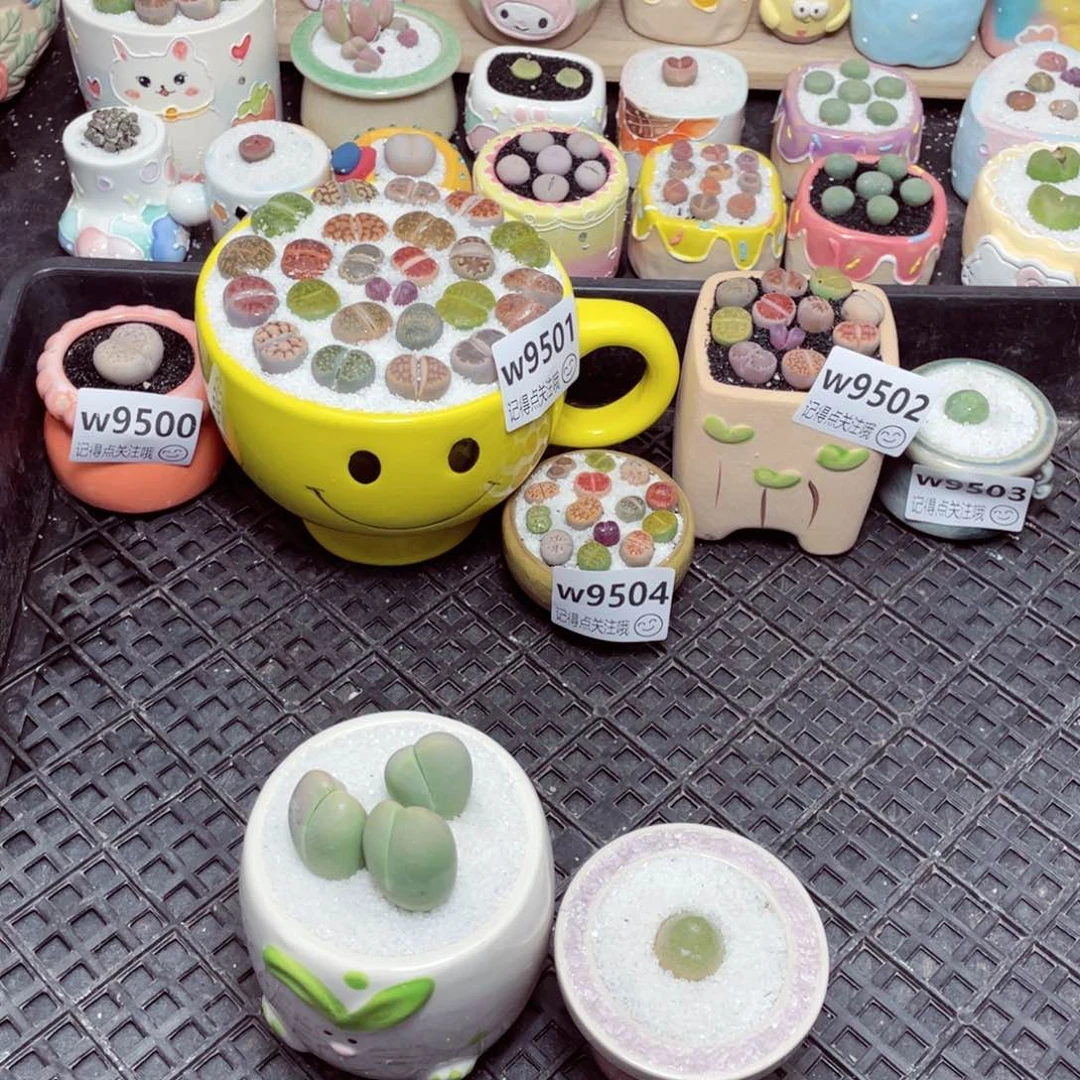 w9505 -零下地区拍保温箱 -15支持寄养