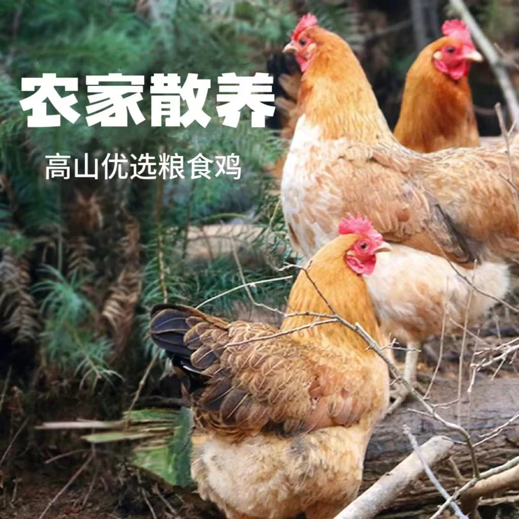 【母鸡】古蔺农村粮食鸡新鲜鸡肉高山散养鸡