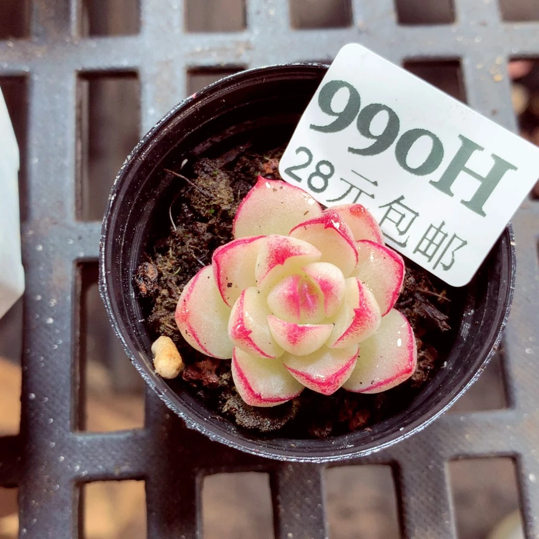 5厘米盆精控多肉990