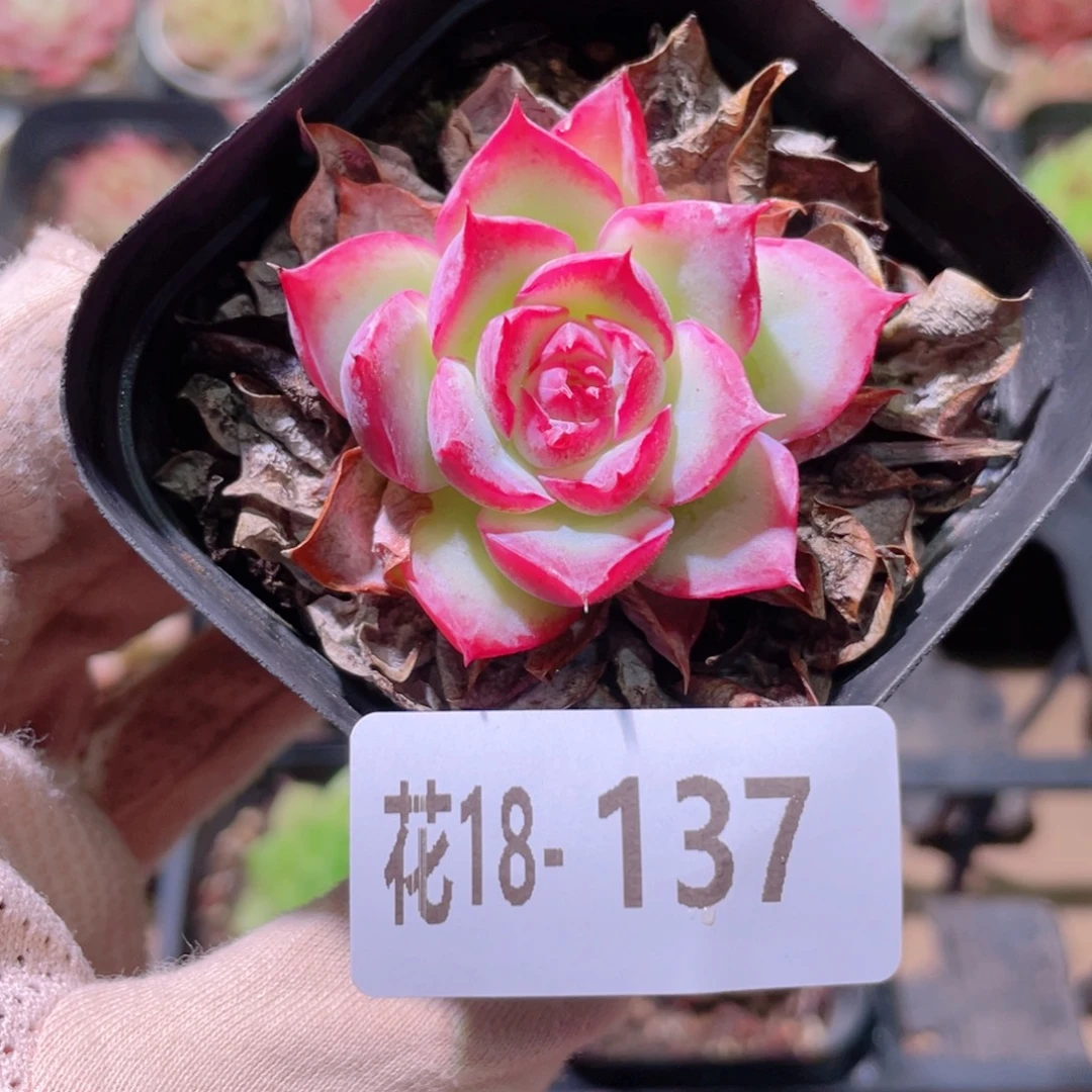 花利美18-137侧影