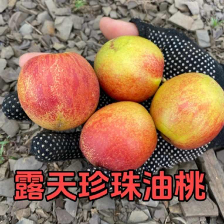 山东沂蒙山区珍珠油桃黄心红油桃脆甜多汁新鲜采摘应季水果