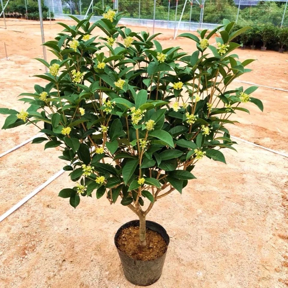 8年苗-四季桂花-开花满屋飘香四季常青盆栽地栽花期长