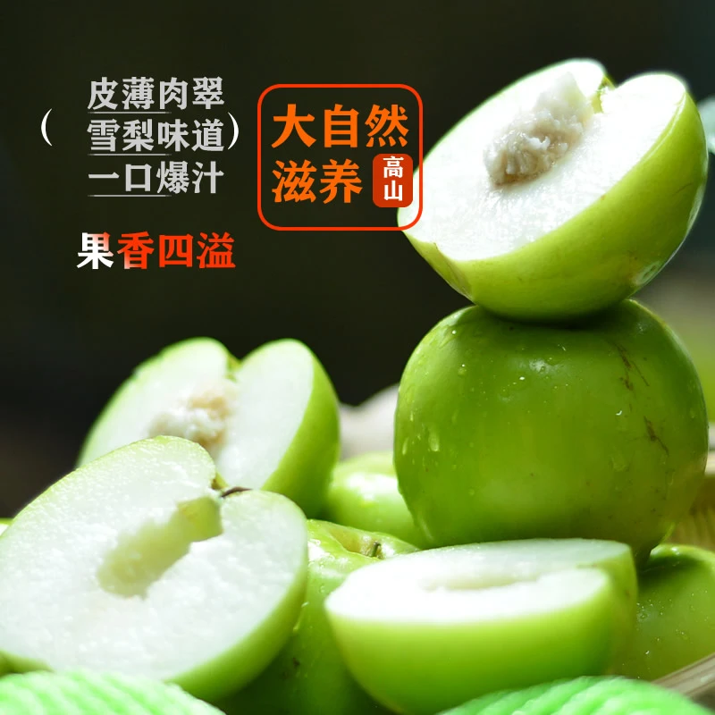 [勤劳鸟叔忙种果]正宗云南西双版纳糖斑苹果枣大果鲜青枣新鲜水果