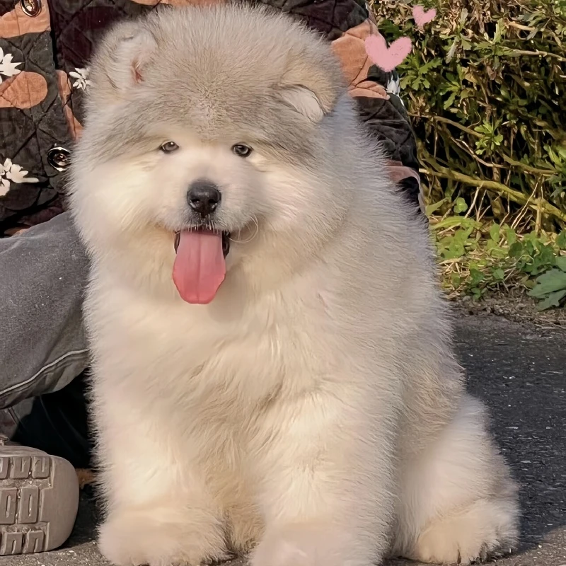 【喜嘉犬场】阿拉斯加雪橇犬黑色灰色红棕色活体宠物小狗狗