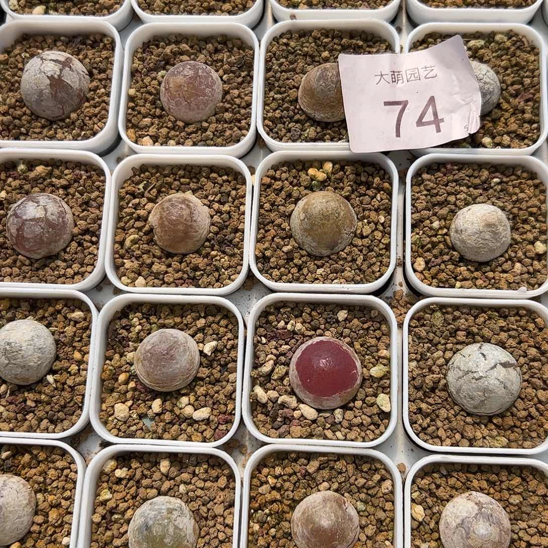 000074量拍灯泡1颗尺寸不低于1.5脱土发