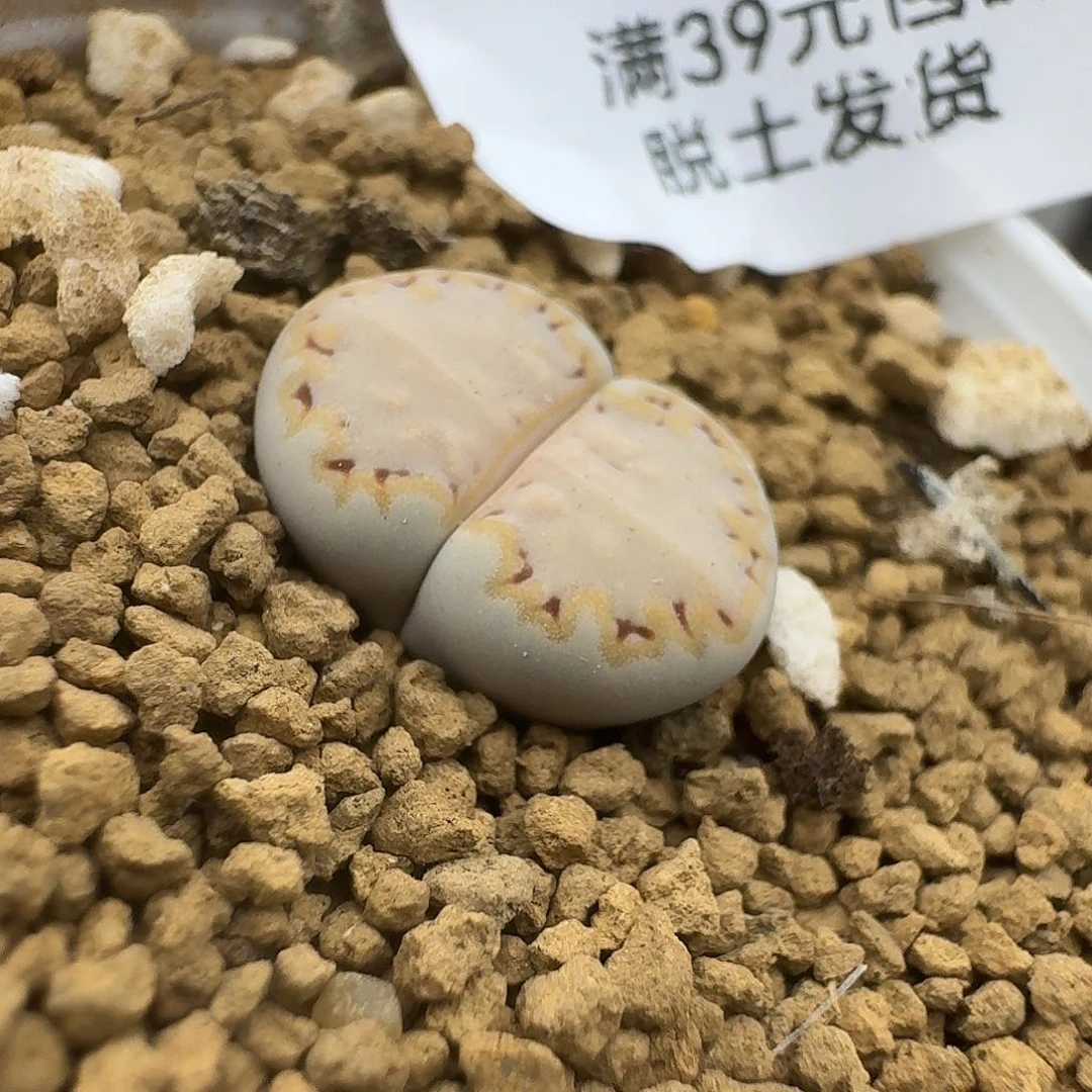 615多肉哈哈哈哈哈哈哈