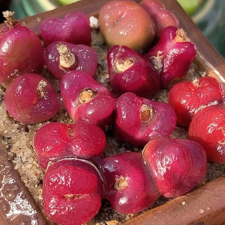 10525双头红毛一颗