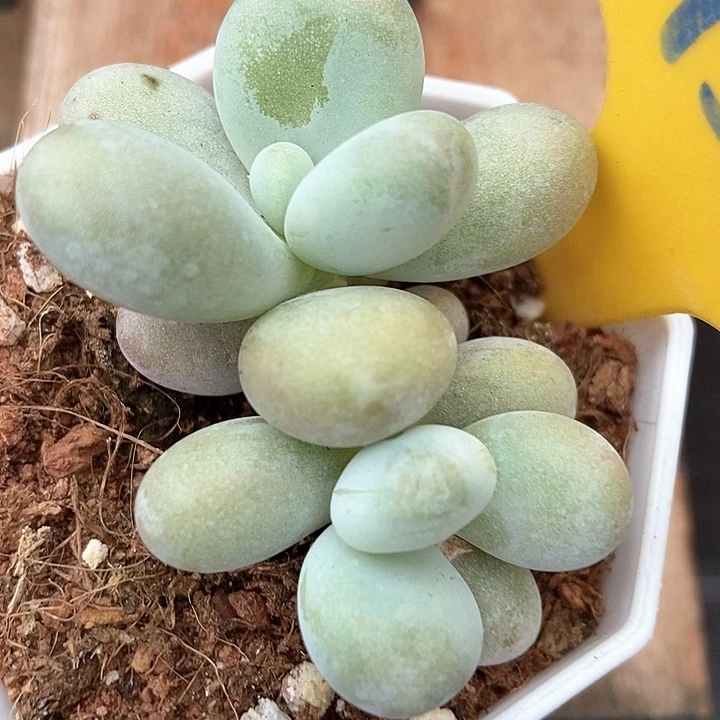 多肉植物蛋黄奶950