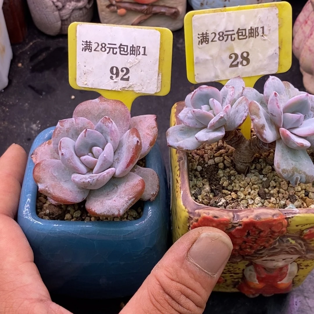莎***莎192.128奶茶老桩多肉……