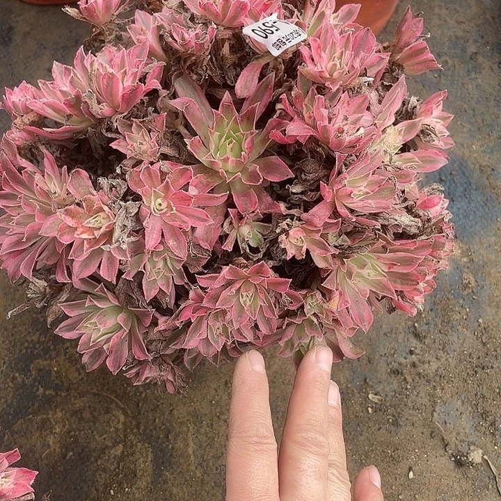 590凤凰锦多肉植物福利