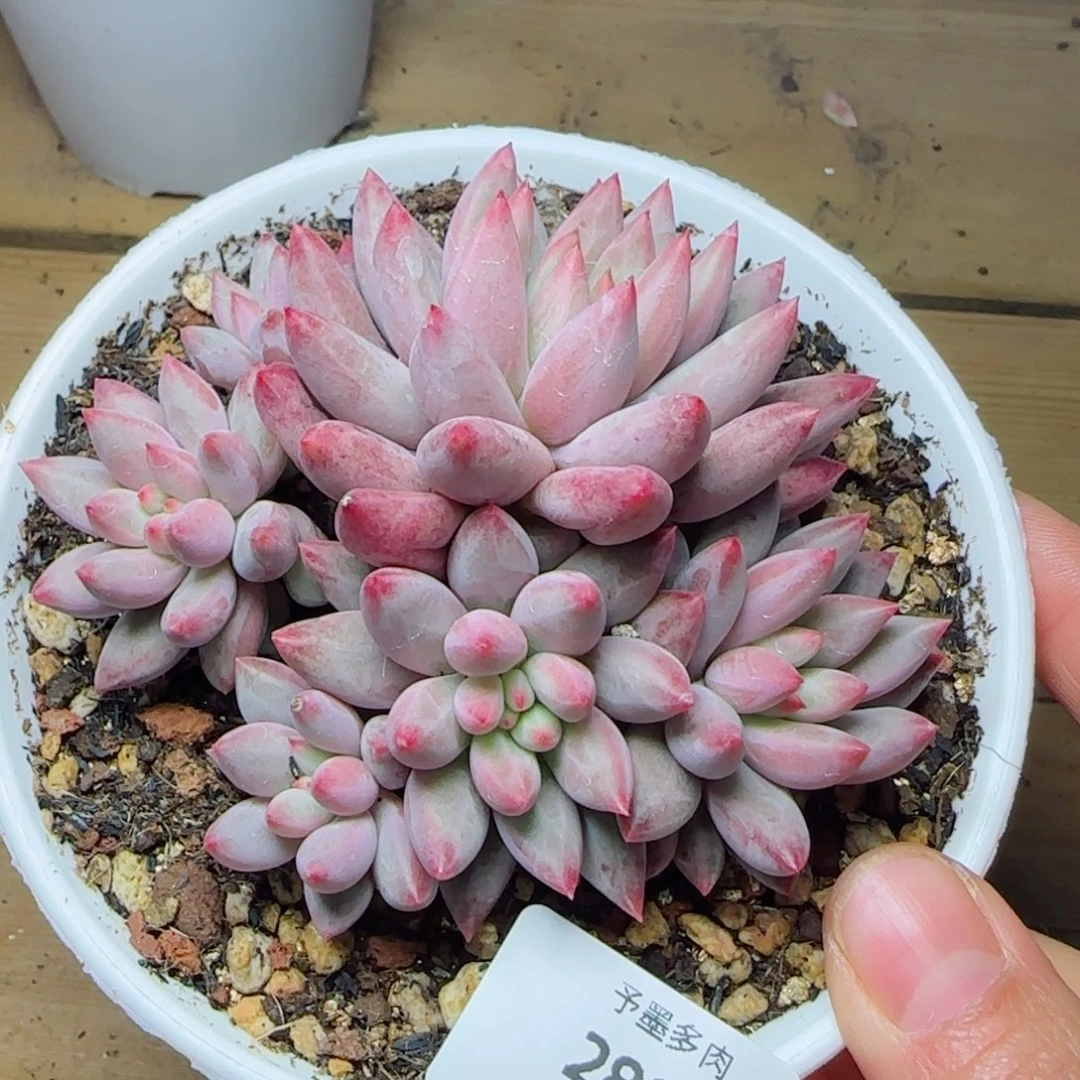 虞美人，2889多肉植物