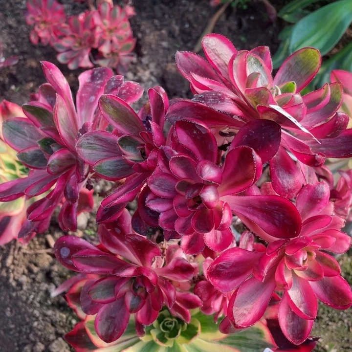 259烈焰有砍嫁接多肉12345678不包掉头