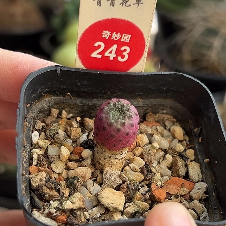 自根紫丽丸一棵仙人球