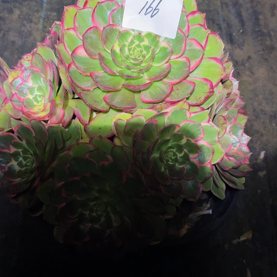 雅***馆多肉法师166号粉花妖发货不包损