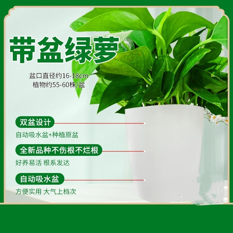 180绿箩盆栽室内绿植好养大叶绿萝花卉植物源头基地直发市场批发