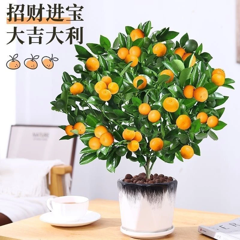 金桔树盆栽树苗带果发货可食用观赏四季常青阳台新年宵花植物客厅