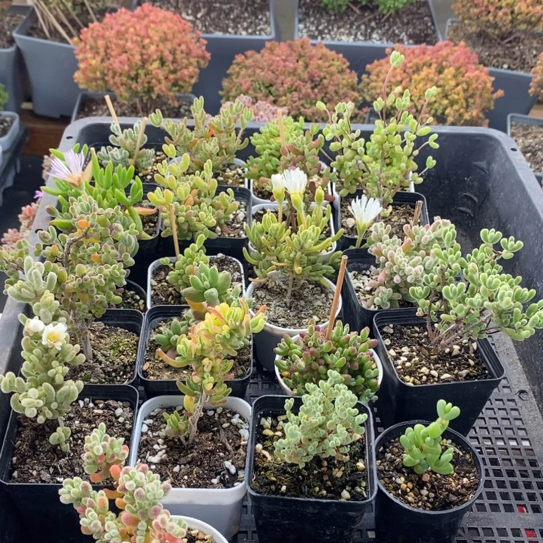 威*组合6890枝干番杏