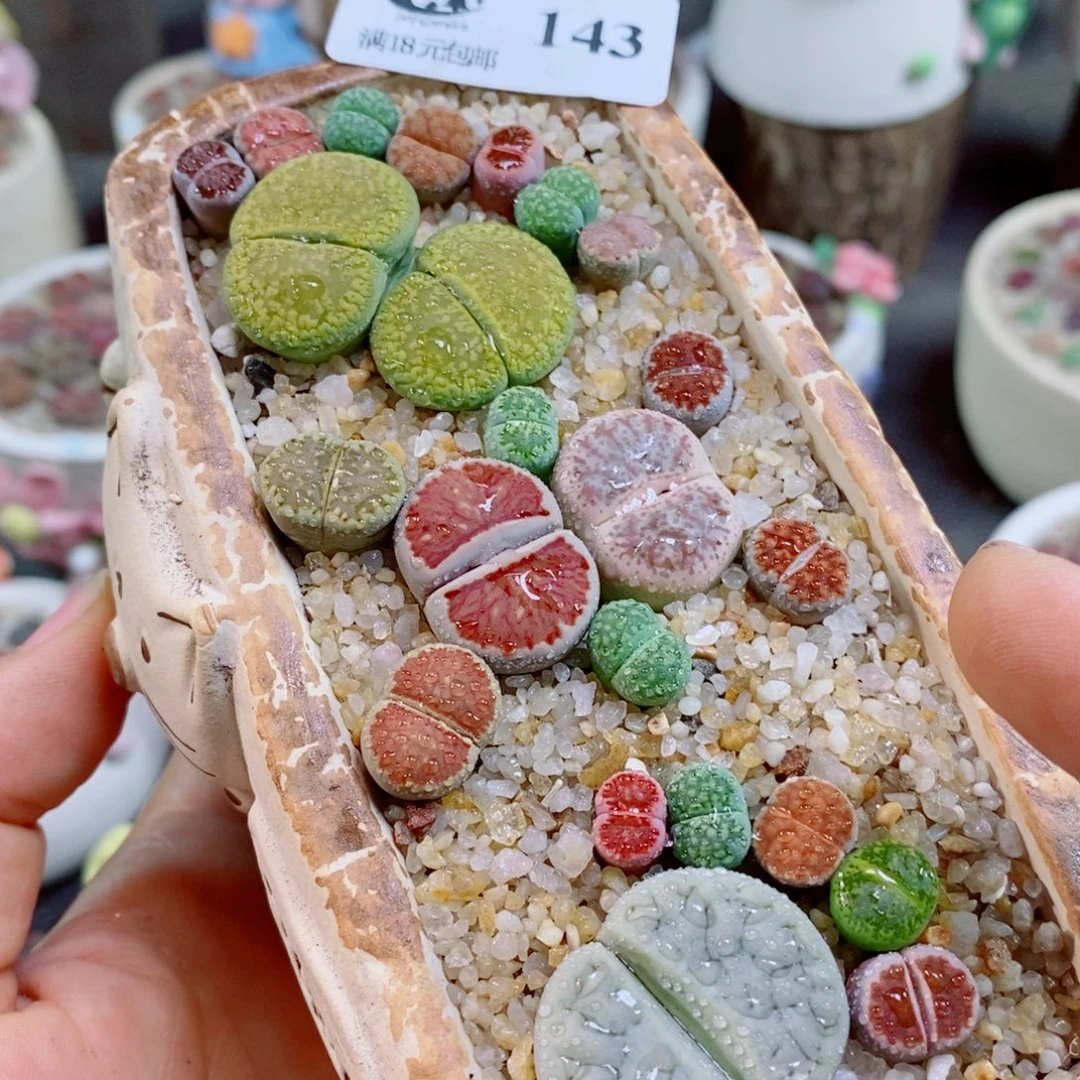 生石花花花花花花花143