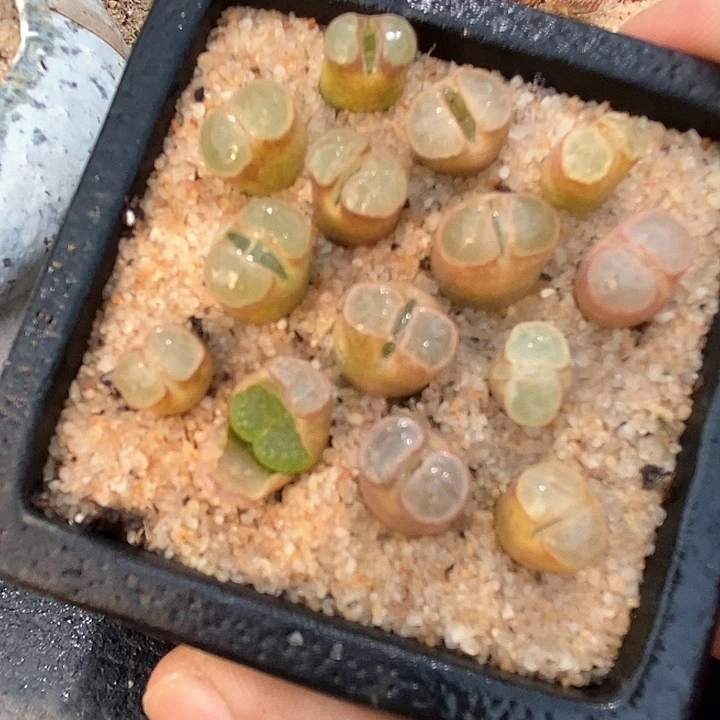 雪花磁铁一颗   买2送1