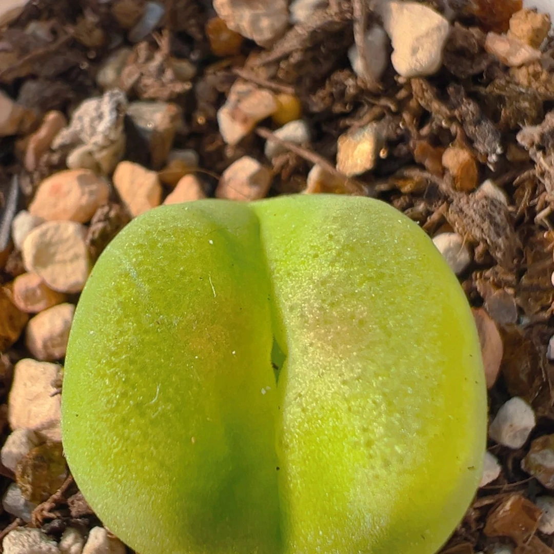 29多肉植物百科知识