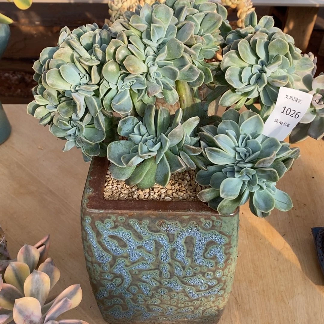 8*0哈利沃森缀化多肉多肉026