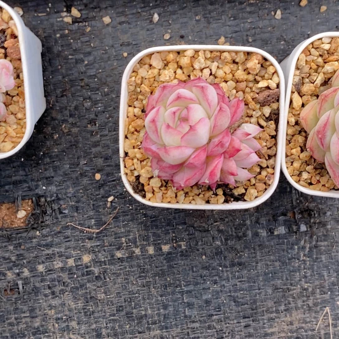 t**.2-108新疆西藏内蒙不发货多肉