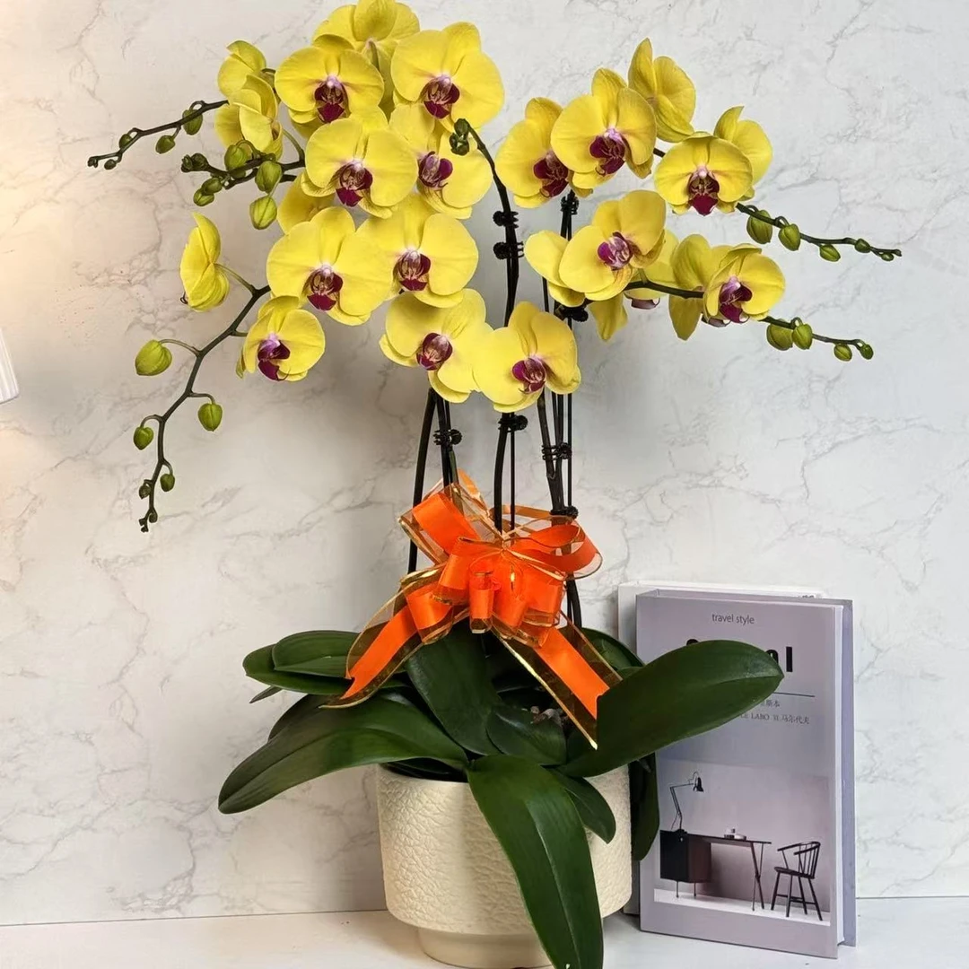 多彩优选（金公主）清新蝴蝶兰鲜花室内送礼高端花卉