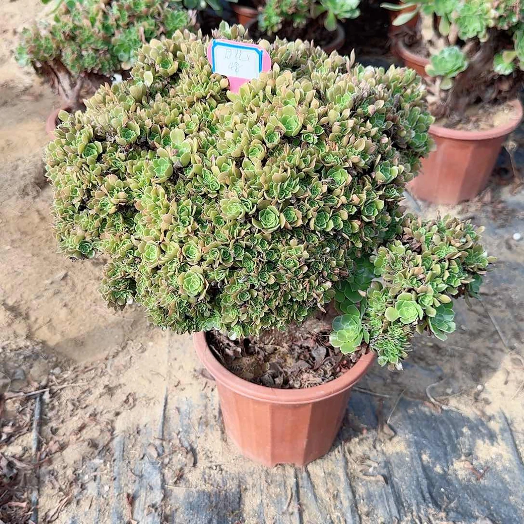月***儿火玫瑰朵朵一颗呀呀