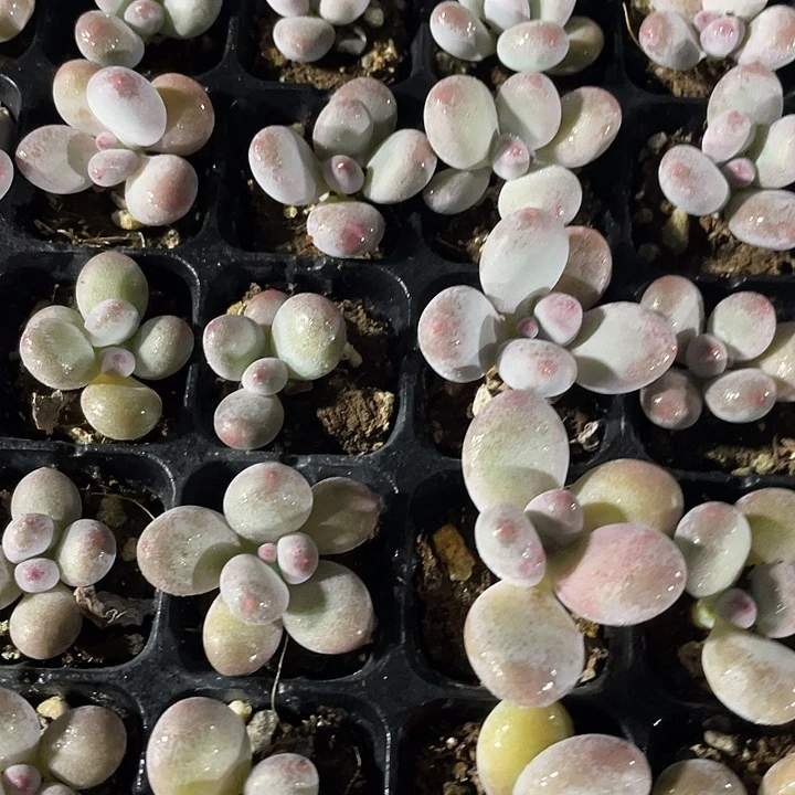 小紫奶1.5带土发货