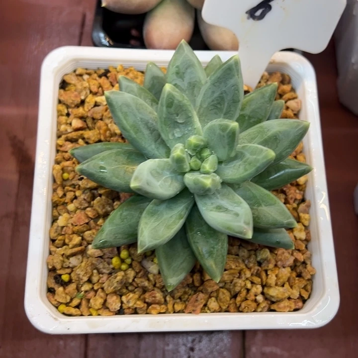 6多肉植物一物一拍